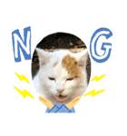 ねこミルク（個別スタンプ：11）