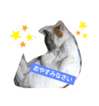 ねこミルク（個別スタンプ：12）