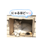 ねこミルク（個別スタンプ：13）
