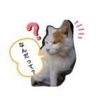 ねこミルク（個別スタンプ：14）
