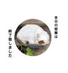 ねこミルク（個別スタンプ：15）