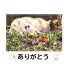 ねこミルク（個別スタンプ：16）