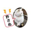ねこミルク（個別スタンプ：17）