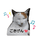 ねこミルク（個別スタンプ：20）