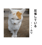 ねこミルク（個別スタンプ：21）
