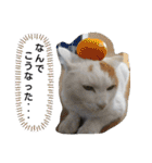 ねこミルク（個別スタンプ：22）