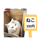 ねこミルク（個別スタンプ：24）