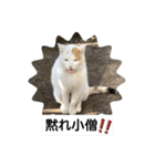 ねこミルク（個別スタンプ：25）