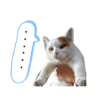 ねこミルク（個別スタンプ：26）