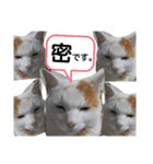 ねこミルク（個別スタンプ：28）