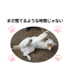 ねこミルク（個別スタンプ：29）