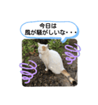 ねこミルク（個別スタンプ：30）