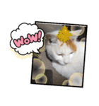 ねこミルク（個別スタンプ：31）