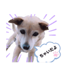 愛犬 ちゃい with 愛兎 ぷく（個別スタンプ：1）