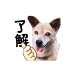 愛犬 ちゃい with 愛兎 ぷく（個別スタンプ：3）