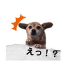 愛犬 ちゃい with 愛兎 ぷく（個別スタンプ：5）