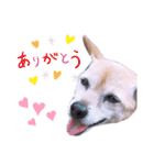 愛犬 ちゃい with 愛兎 ぷく（個別スタンプ：8）