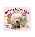 トイプードル♡毎日使えるスタンプ（個別スタンプ：2）