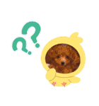 トイプードル♡毎日使えるスタンプ（個別スタンプ：9）