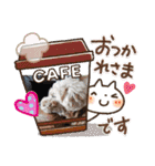 トイプードル♡毎日使えるスタンプ（個別スタンプ：16）