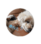 トイプードル♡毎日使えるスタンプ（個別スタンプ：22）