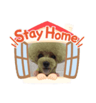 トイプードル♡毎日使えるスタンプ（個別スタンプ：38）