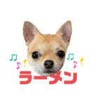 チワワのまるこ5（個別スタンプ：1）