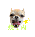 チワワのまるこ5（個別スタンプ：2）