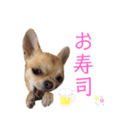 チワワのまるこ5（個別スタンプ：3）