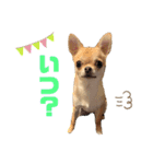 チワワのまるこ5（個別スタンプ：5）