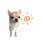 チワワのまるこ5（個別スタンプ：9）