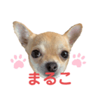 チワワのまるこ5（個別スタンプ：11）