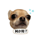 チワワのまるこ5（個別スタンプ：15）