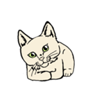 真っ白猫の小雪さん（個別スタンプ：1）