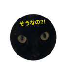 ネコ顔stamps（個別スタンプ：6）