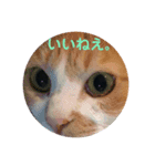 ネコ顔stamps（個別スタンプ：8）