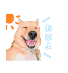 4本足のおともだち ！！（個別スタンプ：1）