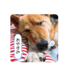 4本足のおともだち ！！（個別スタンプ：2）