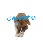 4本足のおともだち ！！（個別スタンプ：7）