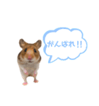 4本足のおともだち ！！（個別スタンプ：10）
