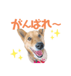 4本足のおともだち ！！（個別スタンプ：11）