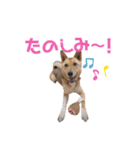 4本足のおともだち ！！（個別スタンプ：12）