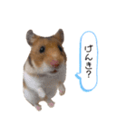 4本足のおともだち ！！（個別スタンプ：13）