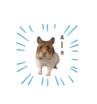 4本足のおともだち ！！（個別スタンプ：17）