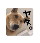 4本足のおともだち ！！（個別スタンプ：20）