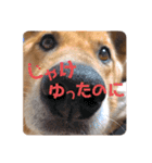 4本足のおともだち ！！（個別スタンプ：21）