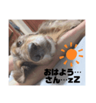 まーたんことまろんです（個別スタンプ：5）