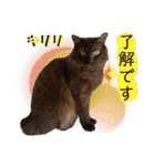 びい君と仲間たち（個別スタンプ：15）