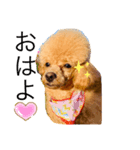 Camel...♥①（個別スタンプ：1）