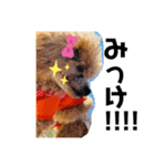 Camel...♥①（個別スタンプ：4）